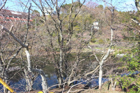 桜公園