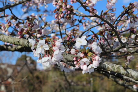 桜公園