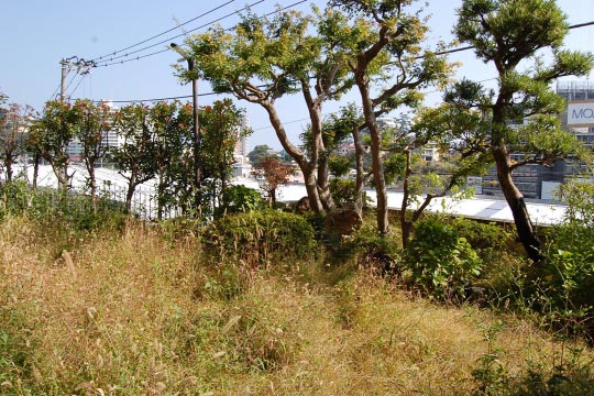 庭